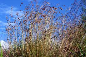 Image result for Themeda