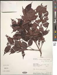 Image result for Syzygium owariense