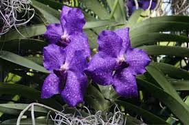 One thing anyone can see in vanda hybrids is that the bell is always bigger or equal to the petals, which helps newcomers to distinguish vanda from any other orchid. Vanda Orchids Types Pictures How To Grow And Care Florgeous