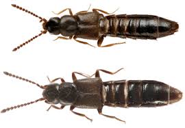 Image result for Ochna angustata