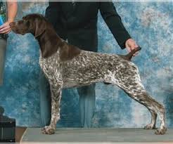 If you own a german shorthaired pointer, you'll be one of relatively few people who can say that your dog has webbed feet. Puppyfinder Com German Shorthaired Pointer Puppies Puppies For Sale Near Me In New York Usa Page 1 Displays 10