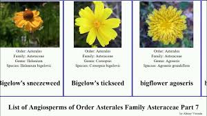 Image result for Berkheya carlinopsis