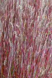 Image result for Stolzia compacta