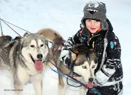 Maybe you would like to learn more about one of these? Accueil Elevage Du Domaine De Belen Eleveur De Chiens Siberian Husky