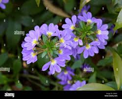 Image result for Goodeniaceae