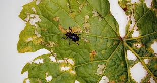 The national average cost for pest control was $170 as of january 2018, with a general range of $100 if pesticides are misused, both health and property can be damaged. Grape Pest Control Wine Grape Growing In South Africa