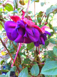 Voodoo Fuchsia Flowers Garden Plants