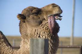 Pin On Food Processors