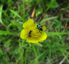 Image result for Ranunculus multifidus
