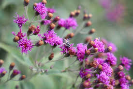 Image result for Vernonia natalensis