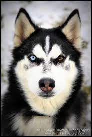 You may find that your husky with different colored eyes for sale has a different coat or something else. Portait Of A Husky Husky Dogs Beautiful Dogs Cute Dogs