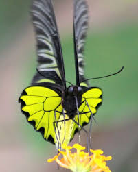 Black And Yellow Striped Caterpillar Georgia Golden Birdwing Troides Aeacus Aeacus Butterfly Beautiful Butterflies Colorful Butterflies