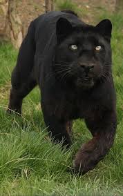 Llbwwb Black Leopard By Tenpinphil Buyuk Kediler Vahsi Hayvanlar Hayvan Fotografciligi