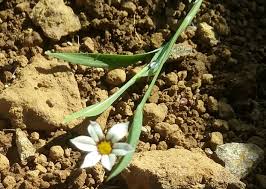 Image result for Sisyrinchium micranthum