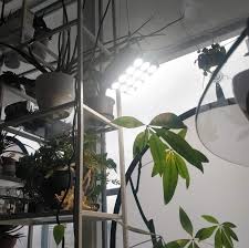 The full spectrum led grow lights output white daylight, suitable for indoor gardening. Grow Lights Part 1 A Few Grow Lights I Ve Used House Plant Journal