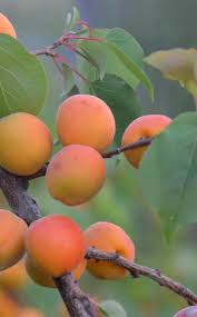 La Bouillie Bordelaise Application Et Idees Recues Gardena Bouillie Fruitier Arbre Fruitier