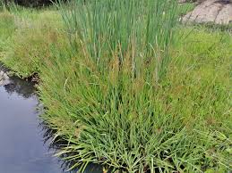 Image result for Juncus lomatophyllus