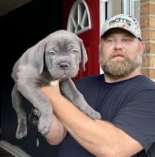 It is strongly built but elegant, very distinguished, expresses strength, agility and endurance. Cane Corso Puppies For Sale San Rocco Cane Corso