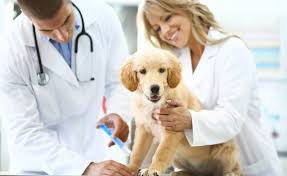 Check spelling or type a new query. Amar A Los Animales Es Un Privilegio Dia Del Medico Veterinario Zootecnista