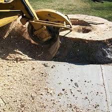 Maybe you would like to learn more about one of these? The Best Stump Grinding Landscapers In Connecticut