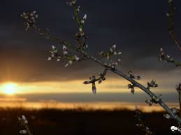 Sándor józsef benedek hangmérnök : Lehulest Tartogat Sandor Jozsef Benedek Zsakja