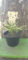 Image result for Chlorophytum sparsiflorum