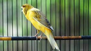 Bila kenari saling suka, maka masukkan dalam satu sangkar. 14 Langkah Cara Ternak Burung Kenari Untuk Pemula Terbukti