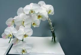 Vanda orchid flower in garden at winter or spring day. Phalaenopsis Orchid Bridal Bouquet Flowers Of The Field Las Vegas