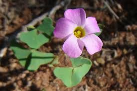 Image result for Oxalis obliquifolia