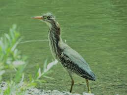 Dead bird, dead turkey bird incapable of flying oh, the sound you made when dying was the saddest noise i've heard. Amateurnithologist 2016