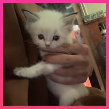 The site owner hides the web page description. Animals Asia Helps Rehabilitate And Rehome 14 Abandoned Breeding Cats In Guangxi China