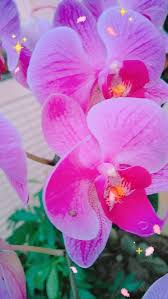 pin by 麗萍曾on 購物清單 plants