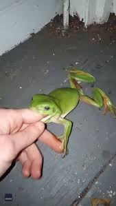 Looks pretty relaxed to me. Storyful Ambitious Green Tree Frog Tries To Eat Australian Woman S Hand Facebook