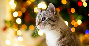 Diy pumpkin tuna cat treats from animallama. Homemade Cat Treats For The Holidays Hillrose Pet Resort