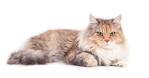 Siberians: the Hypoallergenic Cat - Siberian Cats