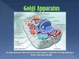 If cells were nations and proteins were people, then the golgi apparatus would be some. The Golgi Apparatus Is Also Known As The Golgi Complex Or Golgi Body The Golgi Apparatus Is Found In Most Eukaryotic Cells Ppt Download