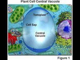 A vacuole is a sphere filled with fluid and molecules inside a cell.the central vacuole stores water and maintains turgor pressure in a plant cell. Biology Tonoplast Ladder Tips Youtube