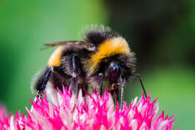 Best flowers for honey bees in michigan. The Secret Lives Of Michigan S Native Bees Michigan Radio
