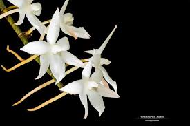 Image result for Aerangis collum-cygni