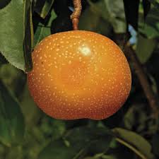 Image result for Pyrus pyrifolia