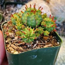 Image result for Euphorbia memoralis