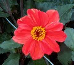 Japanese Bishop Bishop Japanese Dahlia