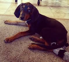 Black And Tan Coonhound For Sale In Michigan Pin On That Darn Coon Dog