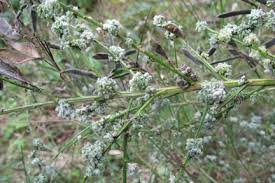 This disease causes a shoot and canker problem on red pine both in nurseries and plantations. Lime Nail Gall Mite Rhs Gardening