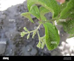 Image result for Hoslundia opposita