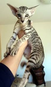 Are oriental cats good with other cats? 20 Kittens For Sale Ideas Kitten For Sale Kittens Cats