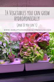 You can grow a large number of plants in a hydroponic arrangement compared to the open field. 14 Vegetables You Can Grow Hydroponically And 10 You Can T Our Little Suburban Farmhouse
