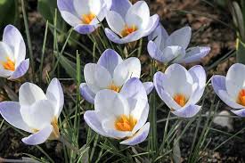 Image result for Pycreus chrysanthus