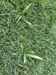 Zoysia grass (sometimes referred to as zoysigrass) is a popular variety of lawn grass that does especially well in warm climates. Weed Identification Zoysia In Tampa Florida Lawnsite Is The Largest And Most Active Online Forum Serving Green Industry Professionals