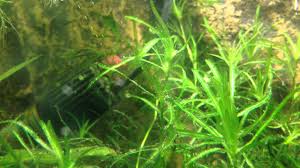 Image result for Najas horrida